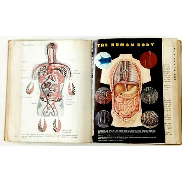 Your Biology 1958 Textbook Vintage Science Diagrams Albany GA High School RARE - Picture 8 of 12